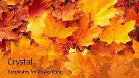  Presentation with autumn leaves - Amazing slide deck having fall - background group autumn orange leaves backdrop and a gold colored foreground