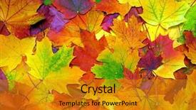  Presentation with leaves - Beautiful presentation featuring fall - background with autumn colorful leaves backdrop and a gold colored foreground