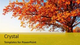  Presentation with oak - Theme enhanced with fall - big autumn oak and green background and a gold colored foreground