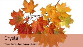  Presentation with maple leaves - PPT layouts enhanced with fall - branch of autumn maple leaves background and a red colored foreground