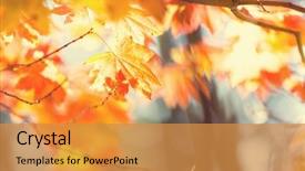  Presentation with autumn leaves - PPT theme enhanced with fall - colourful leaves in autumn season background and a gold colored foreground