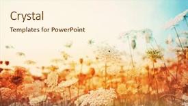  Presentation with queen - Beautiful PPT theme featuring flower fall - field of queen anne's lace backdrop and a cream colored foreground