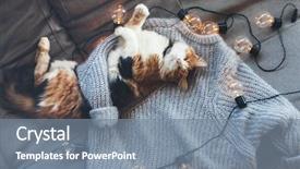  Presentation with led lights - Slides having fall - lazy cat is sleeping background and a gray colored foreground