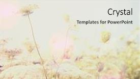  Presentation with queen - Presentation theme featuring flower fall - queen anne's lace instagram effect background and a white colored foreground