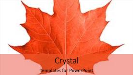  Presentation with maple leaf - Presentation theme with fall - red maple leaf isolated white background and a red colored foreground