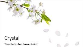  Presentation with white flowers - Beautiful PPT theme featuring fall apple - cherry-tree flowers isolated on white backdrop and a white colored foreground