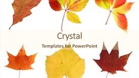  Presentation with fall leaves - Presentation featuring red and black hearts lying on the white background background and a coral colored foreground