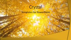  Presentation with fall - Cool new PPT layouts with fall aspen trees from low backdrop and a gold colored foreground
