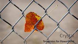  Presentation with chain link fence - PPT theme with fall-autumn-leaf-caught background and a coral colored foreground