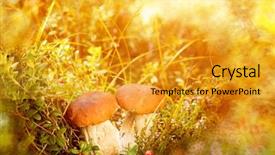  Presentation with fall season - PPT theme enhanced with fall autumn leaves background mushrooms background and a gold colored foreground