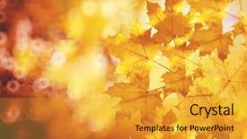  Presentation with fall leaves - Colorful PPT theme enhanced with fall autumn leaves background backdrop and a gold colored foreground