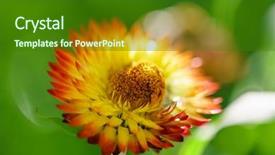  Presentation with boarder - Cool new PPT theme with fall boarder - autumn flower backdrop and a forest green colored foreground