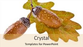  Presentation with water drops - Audience pleasing presentation theme consisting of fall border - acorns oak with water drops backdrop and a yellow colored foreground