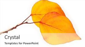  Presentation with fall leaves border white - Slides consisting of fall border - autumn leaves isolated on white background and a  colored foreground