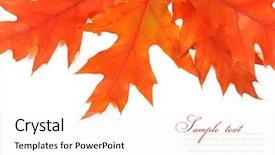  Presentation with autumn leaves - Amazing slide set having fall border - autumn leaves isolated on white backdrop and a  colored foreground