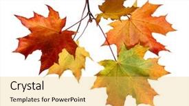  Presentation with autumn leaves - Presentation design having fall border - autumn leaves isolated on white background and a yellow colored foreground