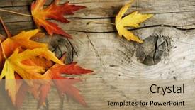  Presentation with autumn leaves - Cool new presentation theme with fall border - autumn leaves over wooden background backdrop and a  colored foreground