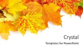  Presentation with maple - Presentation theme enhanced with fall border - autumn maple leafs isolated background and a  colored foreground