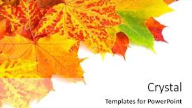  Presentation with isolated fall oak leaf - Slide deck consisting of fall color frame - autumn maple leafs isolated background and a  colored foreground