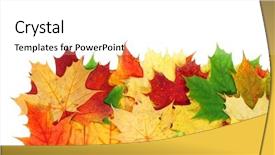 Presentation with fall color - Presentation theme featuring fall color frame - beautiful autumn maple leaves isolated background and a  colored foreground