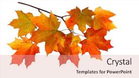  Presentation with fall color - Amazing PPT theme having fall color frame - branch of autumn maple leaves backdrop and a coral colored foreground