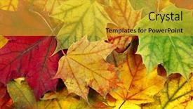  Presentation with fall color - Amazing presentation having colorful fall maple leaves backdrop and a gold colored foreground