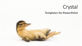  Presentation with fall down - Audience pleasing slide set consisting of fall down - baby duck backdrop and a white colored foreground