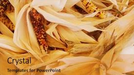  Presentation with fall festival - PPT layouts having fall festival - indian corn background and a  colored foreground