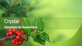  Presentation with fall festival - Beautiful presentation theme featuring fall festival - photo of holly branch detail backdrop and a tawny brown colored foreground