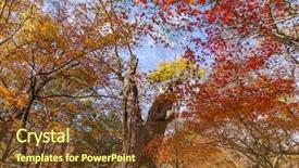  Presentation with fall foliage - Amazing slide deck having aichi - fall foliage backdrop and a tawny brown colored foreground