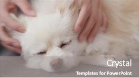  Presentation with pet - Audience pleasing theme consisting of fall ill - pet owner touch on pomeranian backdrop and a gray colored foreground