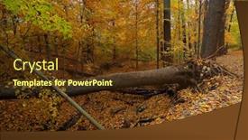  Presentation with fall - Presentation theme with fall-in-washington-dc-rock background and a tawny brown colored foreground