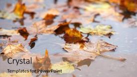  Presentation with rain fall - Presentation theme consisting of fall leaf on the ground background and a coral colored foreground