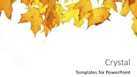  Presentation with fall leaves - Audience pleasing PPT theme consisting of fall leaves isolated and backlit backdrop and a white colored foreground