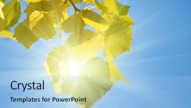  Presentation with fall leaves - Audience pleasing presentation consisting of fall leaves of aspen backdrop and a light blue colored foreground