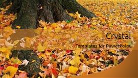  Presentation with fall leaves - Beautiful PPT layouts featuring fall leaves backdrop and a gold colored foreground