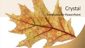  Presentation with bright white - Slide deck with fall oak - bright autumn leaf isolated background and a  colored foreground