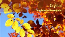  Presentation with oak forest - Beautiful presentation design featuring fall oak - bright colorful leaves backdrop and a  colored foreground