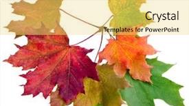  Presentation with oak - Theme featuring fall oak - colored autumn leaves isolated background and a yellow colored foreground
