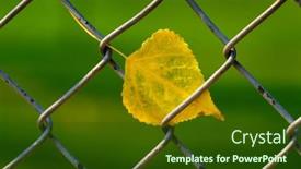  Presentation with chain link fence - PPT layouts consisting of fall-or-autum-leaf-stuck background and a tawny brown colored foreground
