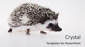  Presentation with fall protection - Colorful PPT theme enhanced with fall protection - autumnal animal hedgehog backdrop and a white colored foreground