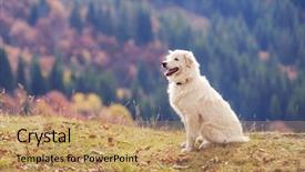  Presentation with dog - Cool new presentation with fall protection - white shepherd dog close up backdrop and a coral colored foreground