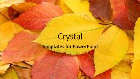  Presentation with autumn leaves - PPT layouts with fall season - bright autumn leaves close up background and a  colored foreground