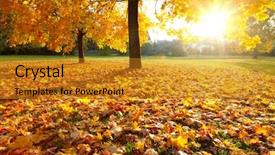  Presentation with fall foliage - Cool new theme with fall season - colorful foliage in the autumn backdrop and a gold colored foreground