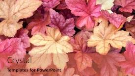  Presentation with fall color - Presentation with fall-season-horizontal-nature-background background and a coral colored foreground