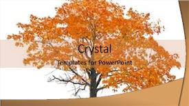  Presentation with maple - Slide set enhanced with fall trees - orange autumn maple tree isolated background and a gold colored foreground