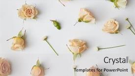  Presentation with wedding roses - Colorful PPT layouts enhanced with fall wedding - assorted roses heads backdrop and a light gray colored foreground