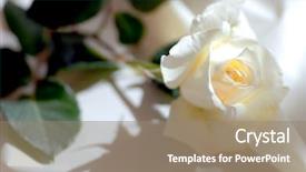  Presentation with pink rose petals on white - Presentation theme consisting of fall wedding - beautiful white rose on satin background and a  colored foreground