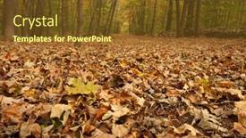  Presentation with woods - Slide set with fallen autumn leaves in the woods background and a tawny brown colored foreground