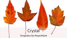  Presentation with multicolor - Colorful theme enhanced with fallen autumn multicolor leaves isolated over white background backdrop and a lemonade colored foreground